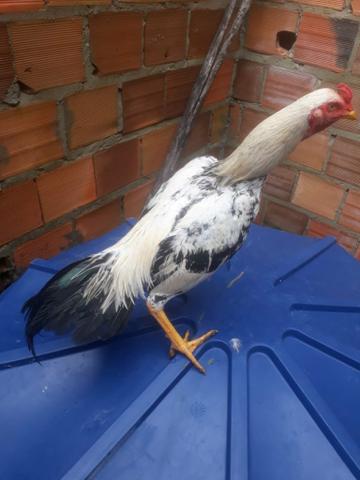 Galo - Foto 2