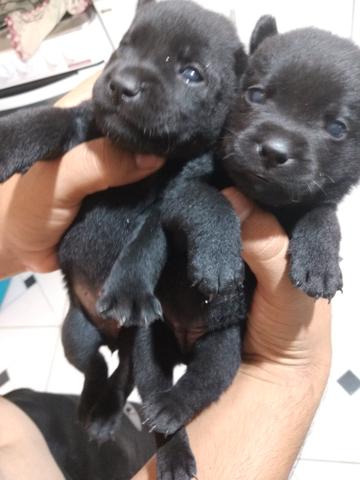 Filhote Chow Chow com labrador - Foto 6