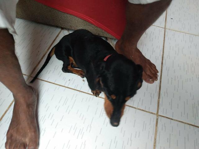 Doação responsável, cadelinha precisando de cuidados - Foto 3