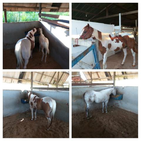 Baías para cavalo