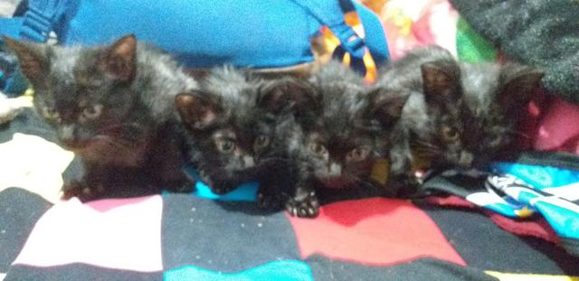 Doação Gatos Filhotes - Foto 2
