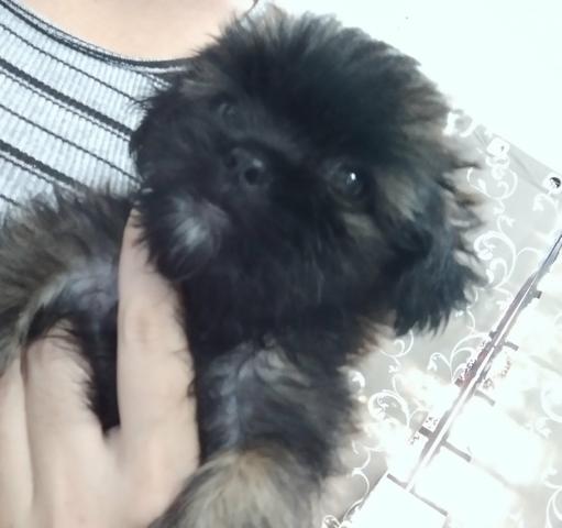Vendo filhote de shihtzu