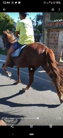 Cavalo esquipador pra vender logo
