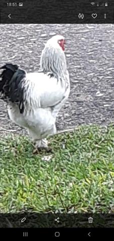 Vendo galo puro 100,00 - Foto 2