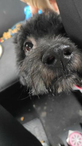 Doação de Poodle preto - Foto 3