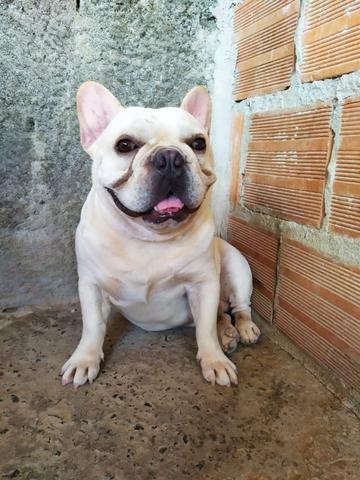 Bulldog francês para cobertura