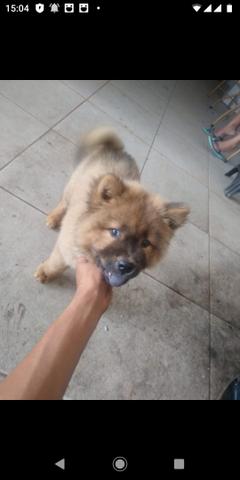 Cachorro - Foto 2