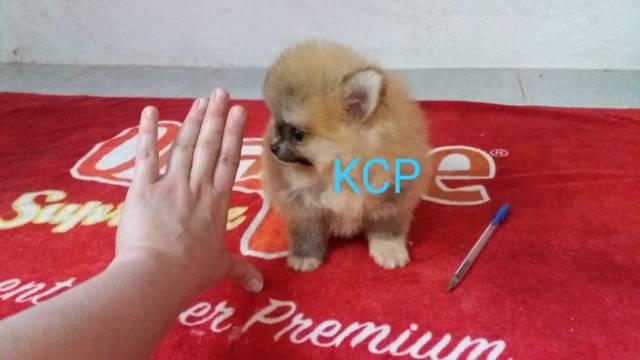Filhote spitz alemão anão lulu da pomerânia criação profissional