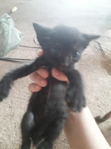 Doaçe gatinhos - Foto 3