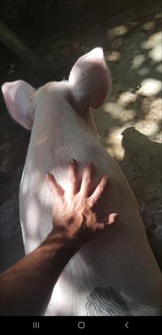Vendo porco inteiro - Foto 2