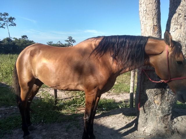 Animal