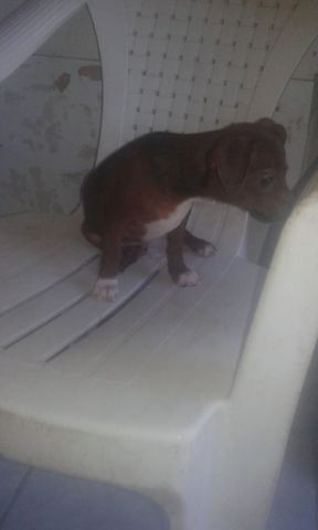 Cães