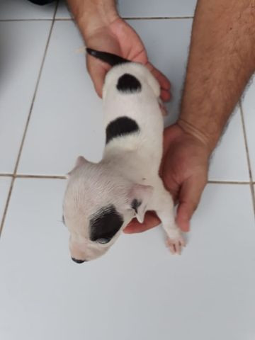 Vendo filhote de Pitbull - Foto 4