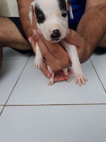 Vendo filhote de Pitbull - Foto 5