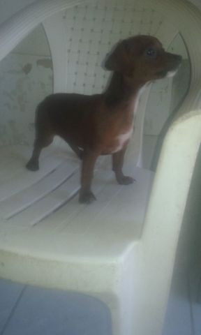 Cães - Foto 2