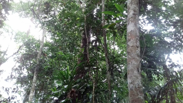  R$250.000 Terra em Marapanim-Pará com 70 hectares documentada - Foto 5
