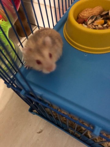 Hamster anão russo. - Foto 4