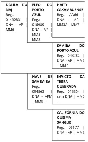 Cavalo MM Registrado no Definitivo 