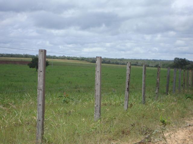 Fazenda em Pedro Afonso - 270 km Distante de Palmas - Foto 16
