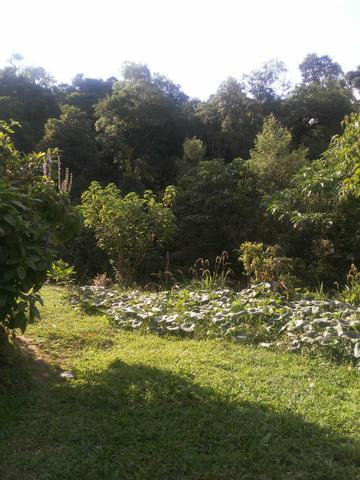 Terreno Areia Branca - PR - Foto 2