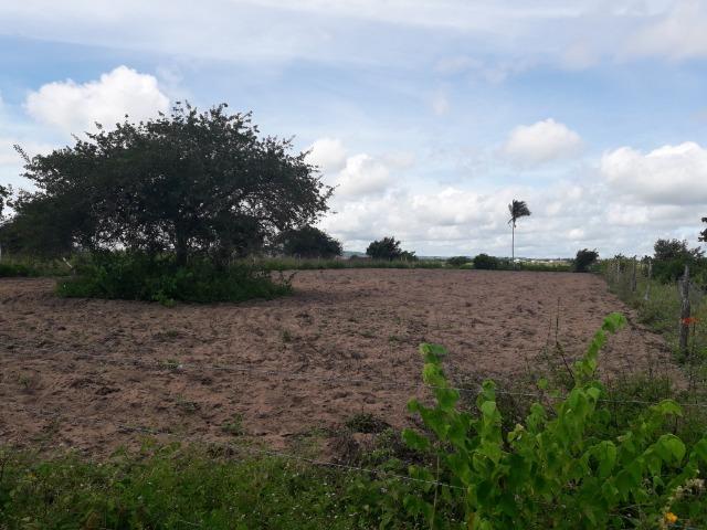 Terreno em Bom Conselho - Foto 3