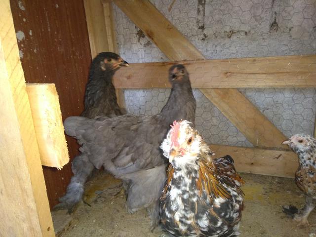 Brahmas azuis - Foto 2