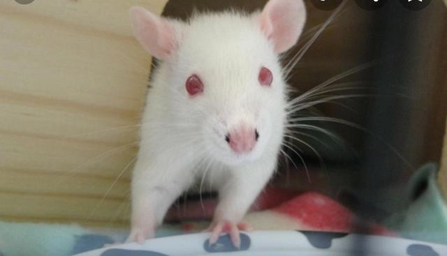 Rato de laboratório Twister super dócil