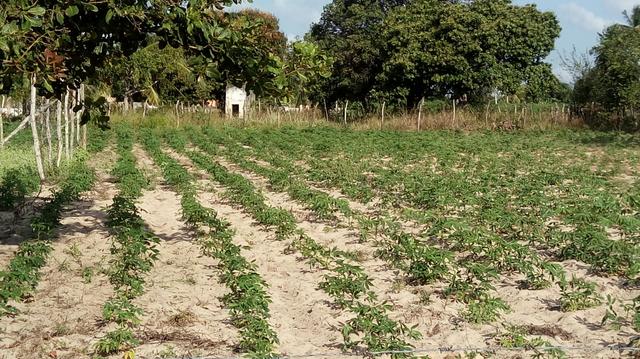 Terreno 10x40 em canabrava