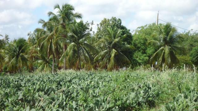 Vendo Fazenda com 250 ha, no Município de Touros - Foto 8