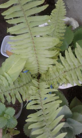 Vendo plantas - Foto 2
