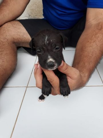 Vendo filhote de Pitbull - Foto 6