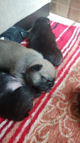 Filhotes de bulldog francês - Foto 5