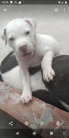 Filhote de pitbull - Foto 3