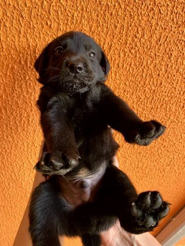 Vendo Filhotes de Labrador Entrego em Florianópolis e São José - Foto 5