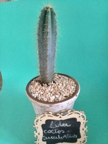 Cacto azul - Foto 2