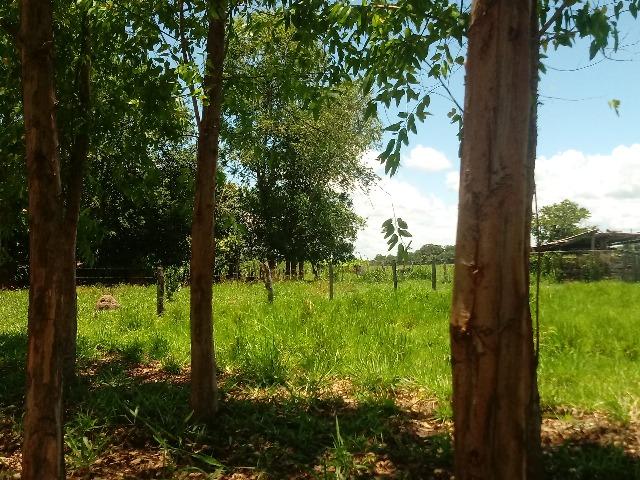 Chacara - Foto 5
