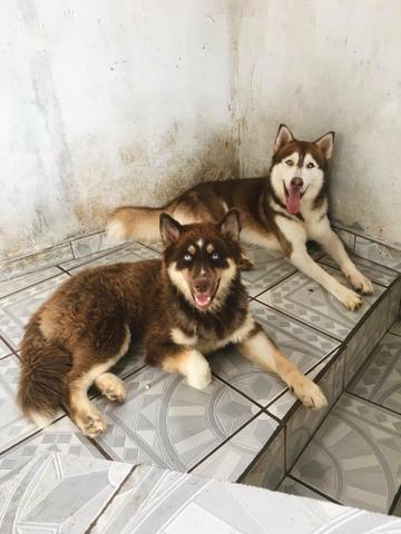 Husky Siberiano - Foto 3