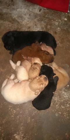 Cachorro Chow chow