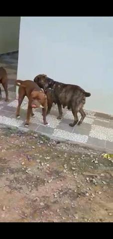 Cachorrinhos - Foto 4