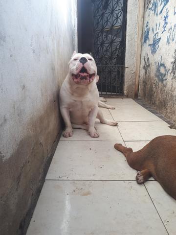 Disponível para cobertura. American bully - Foto 2
