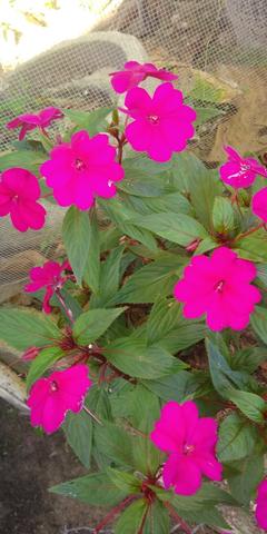 Troco plantas - plantinhas - muda - mudinhas - Foto 2