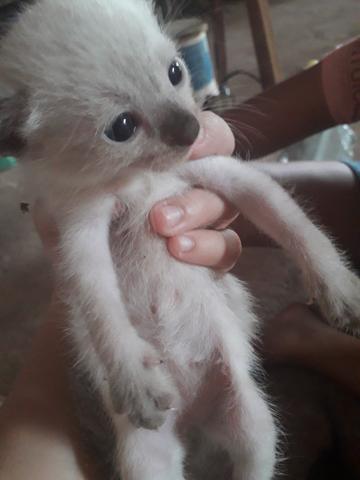 Doaçe gatinhos - Foto 2