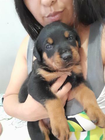 Rottweiler