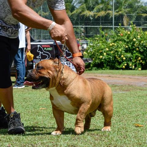 American Bully para cobertura - Foto 3