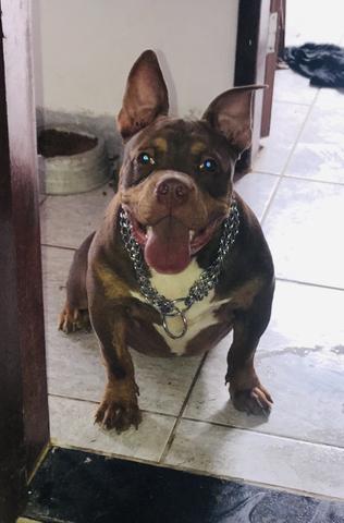 American Bully - Foto 3