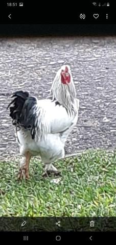 Vendo galo puro 100,00 - Foto 3