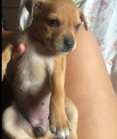 Pinscher