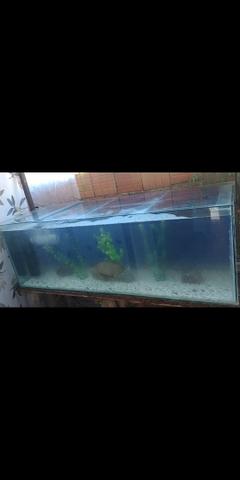 Aquário 240l