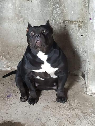 American Bully - Foto 6