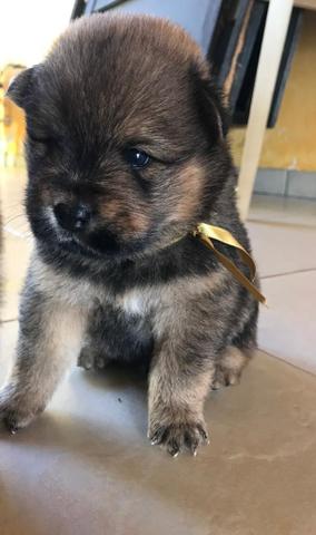 Filhotes de Chow Chow - Foto 2